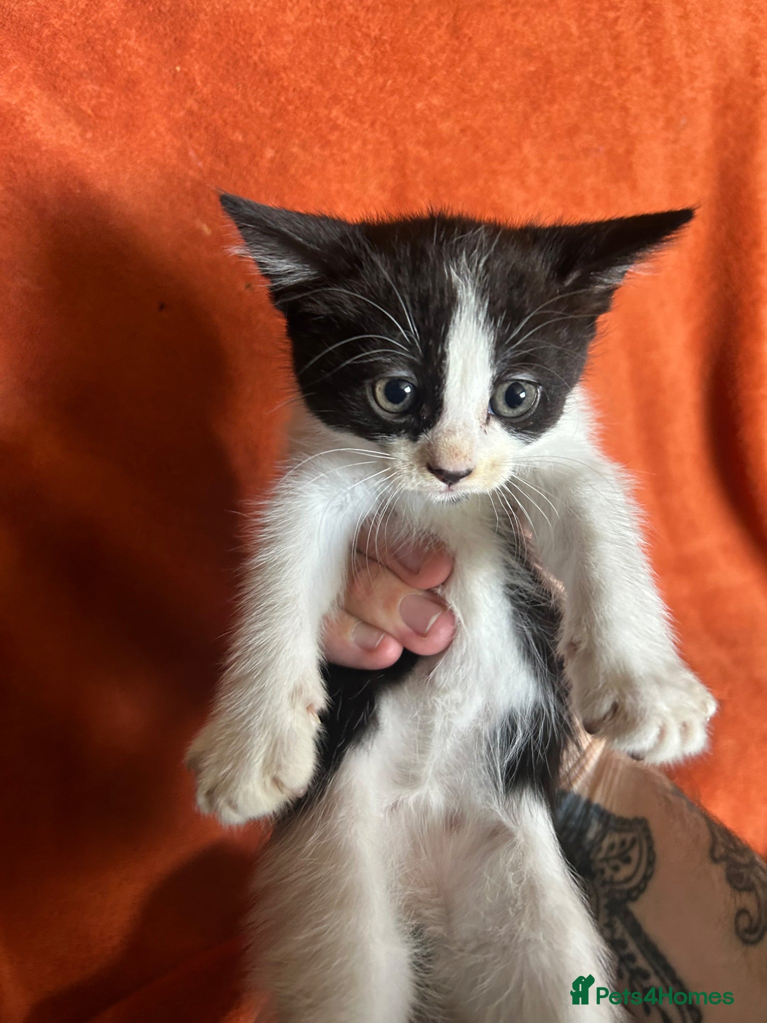 Mixed Breed Kitten 5