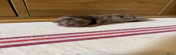 Miniature Dachshund dogs for sale: KC miniature long haired dachshund puppies  - Advert 11