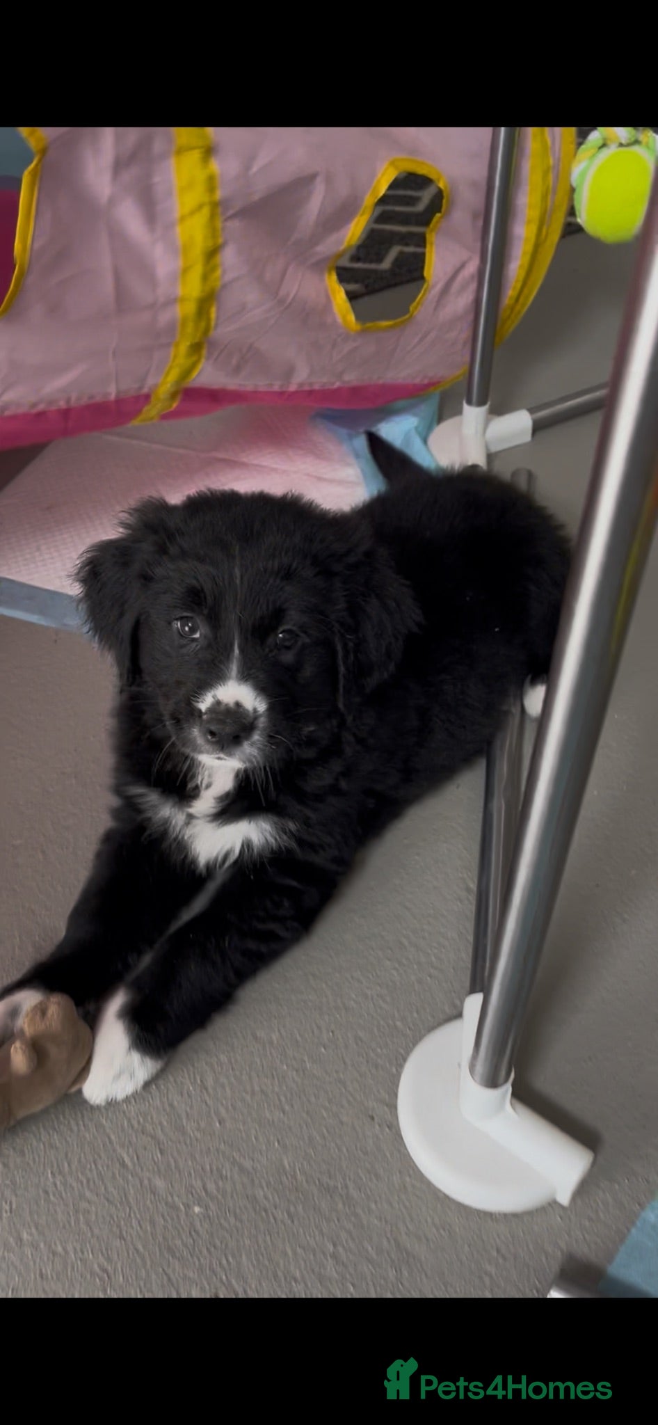 Mixed Breed dogs Golden Retriever x Australian Shepherd Puppies - Advert 1