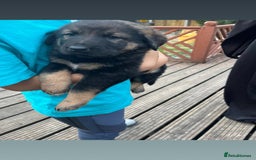 Mixed Breed dogs for sale: dogs for sale ££150-£250 - Image 7