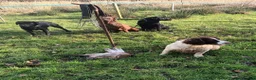 English Springer Spaniel dogs for sale: Stunning KC Working Springer Pups –FTCH Bloodlines - Advert 7
