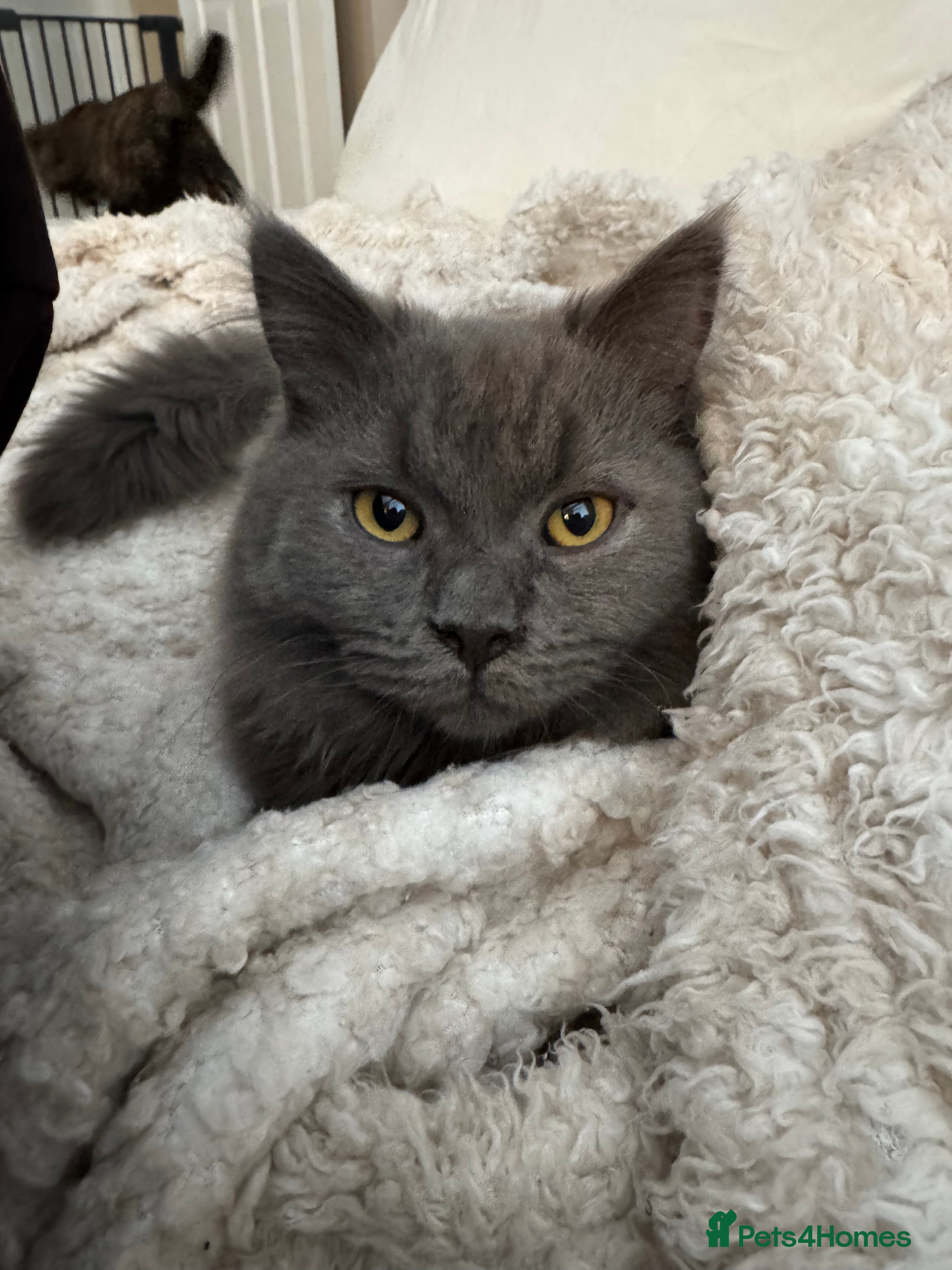 British Shorthair cats British longhair Male 8 months old  - Advert 1