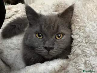 British Shorthair cats British longhair Male 8 months old - Advert 1