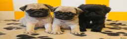 Pug dogs for sale: Rare fluffy pug  - Advert 2