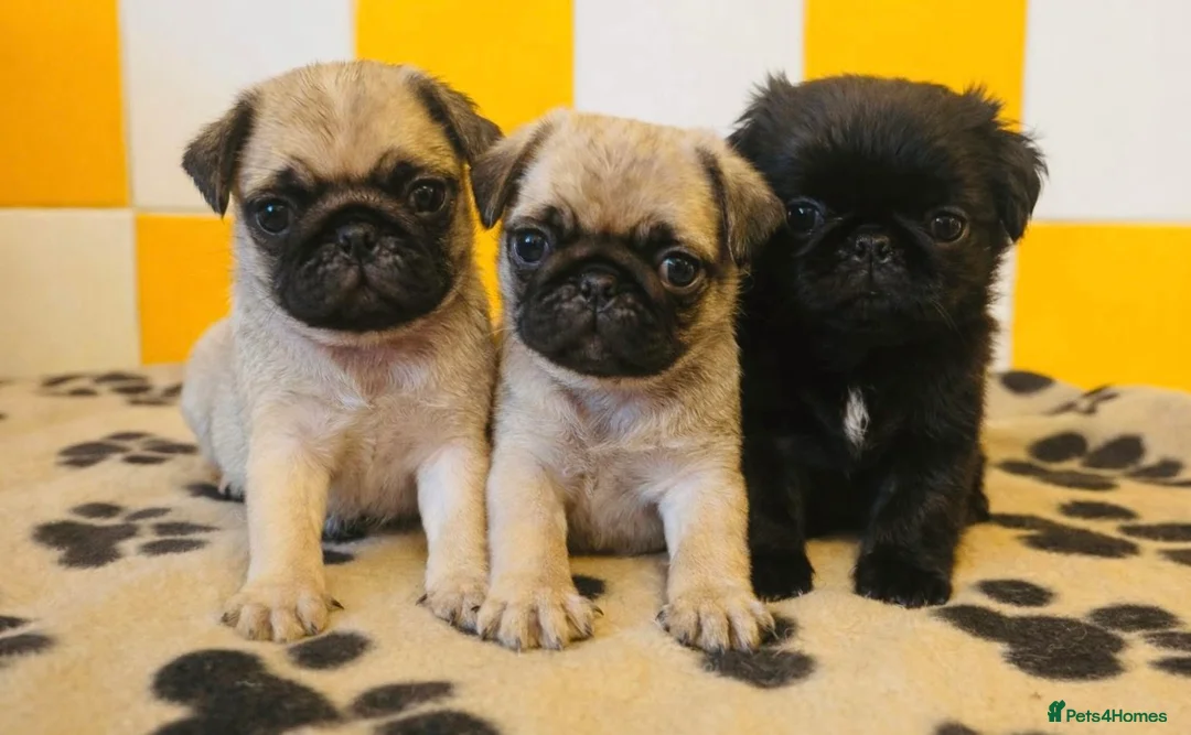 Pug dogs for sale: Rare fluffy pug  - Advert 2