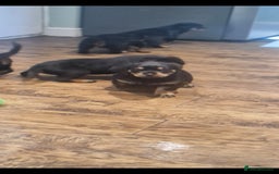 Rottweiler dogs for sale: Fabulous German bloodline pups - Image 7