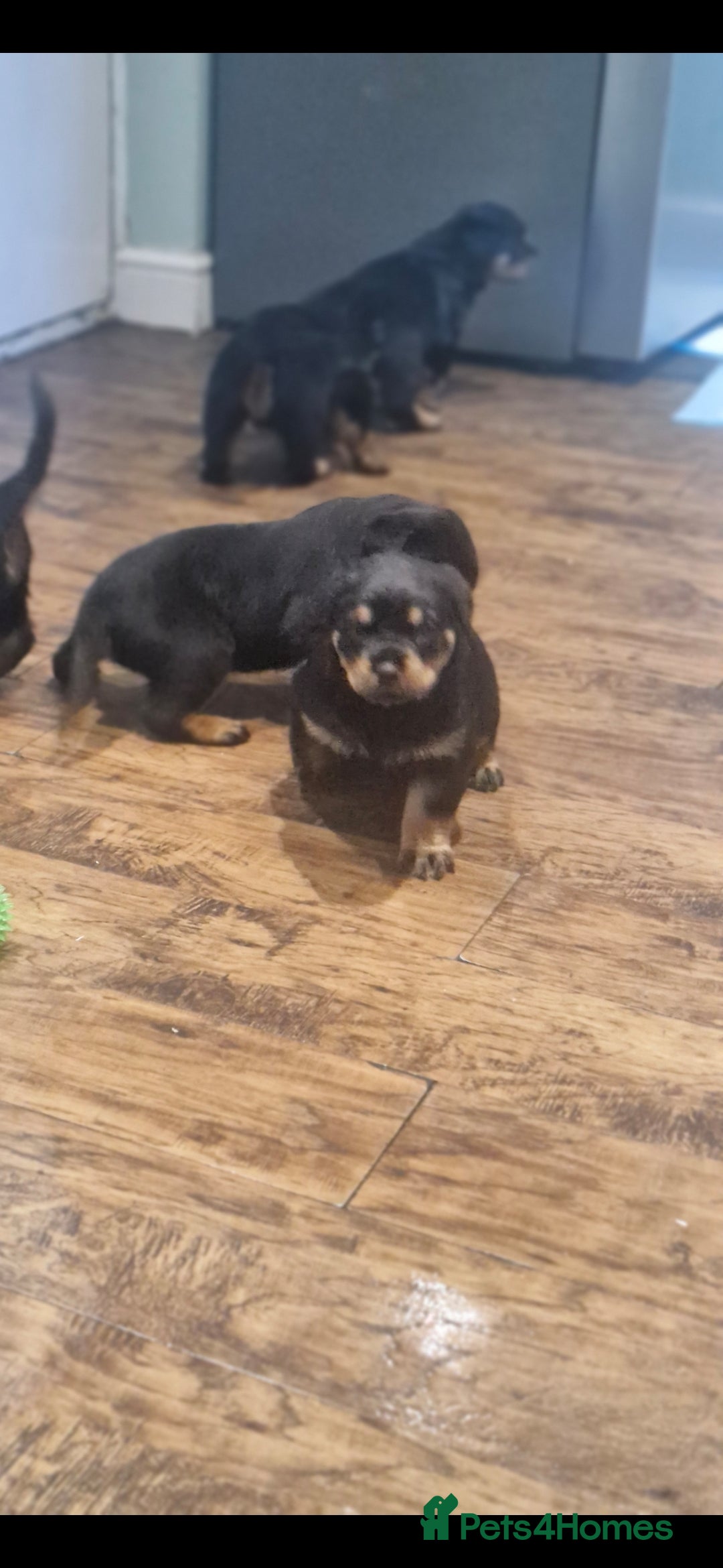 Rottweiler dogs for sale: Fabulous German bloodline pups - Image 7