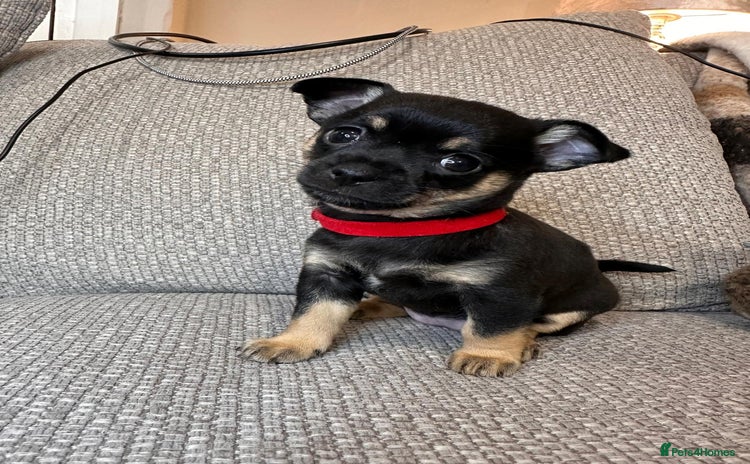 Mixed Breed dogs puppies for sale - Advert 10