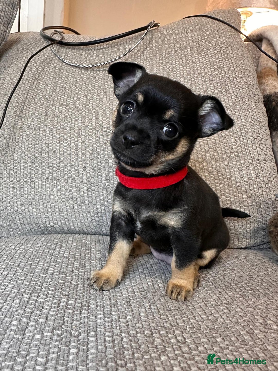 Mixed Breed dogs for sale: puppies for sale - Advert 2