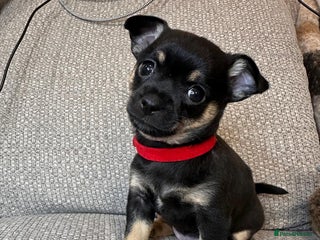 Mixed Breed dogs puppies for sale - Advert 7