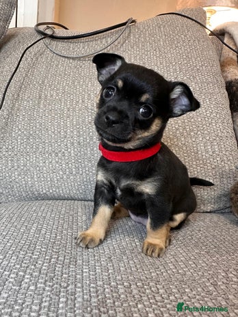 Mixed Breed dogs puppies for sale - Advert 10