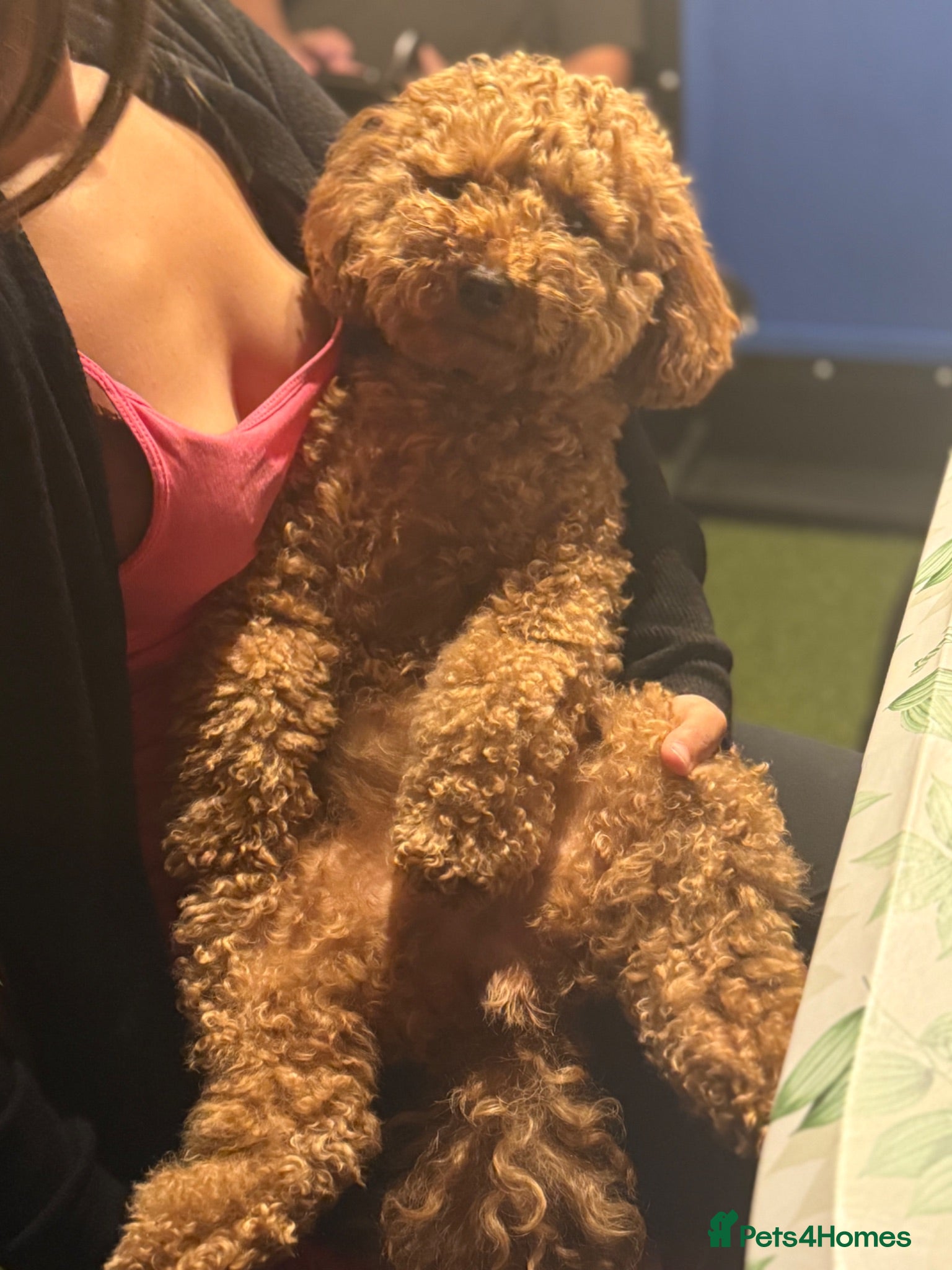 Poochon dogs Female Poochon  - Advert 1