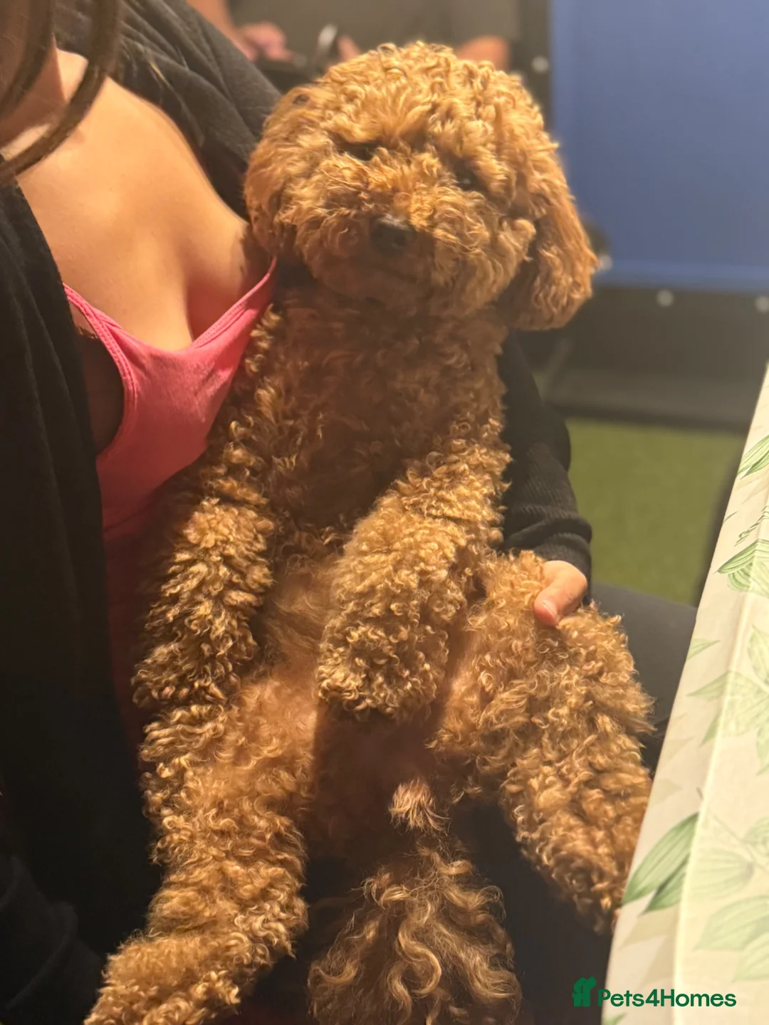 Poochon dogs for sale: Female Poochon  - Advert 1