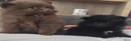 Pomeranian dogs for sale: Handsome pomeranians  - Advert 16