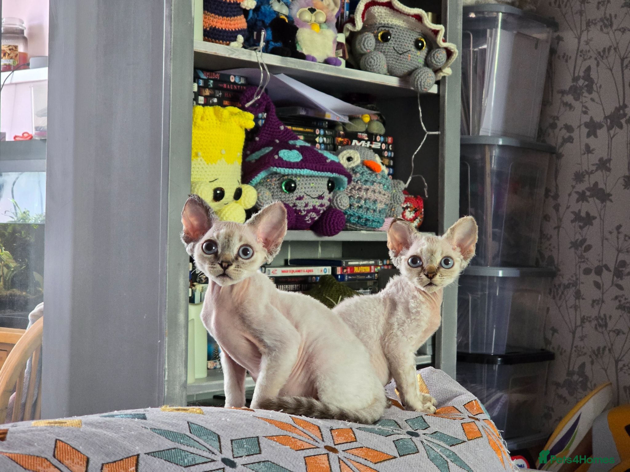 Devon Rex cats Super loving Devon Rex - Advert 1