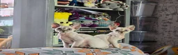 Devon Rex cats for sale: Super loving Devon Rex - Advert 1