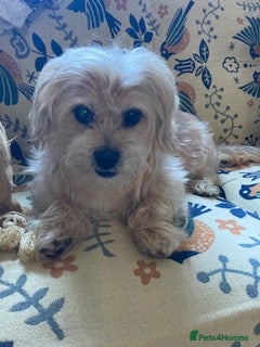 Mixed Breed dogs for adoption: Pip needs a loving home  - Advert 10