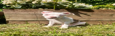 Mixed Breed Puppy 1