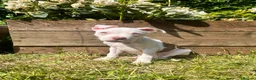 Mixed Breed dogs for sale: Stunning American Bull Staffy Puppies - Advert 9