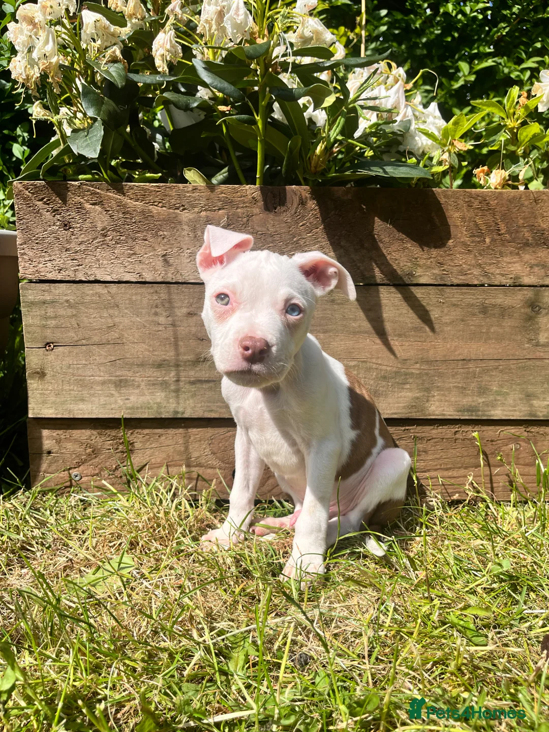 Mixed Breed dogs for sale: Stunning American Bull Staffy Puppies - Advert 9