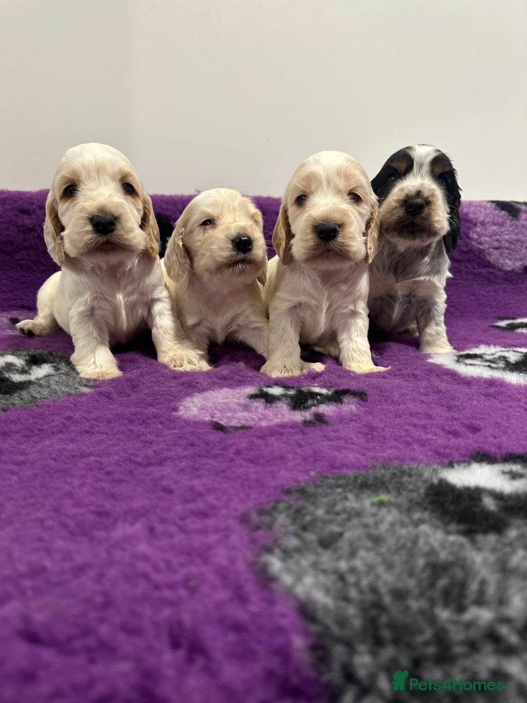 Cocker Spaniel dogs for sale: 4 Show Type Cocker Spaniel Puppy’s 🐶 - Advert 2
