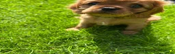 Cavalier King Charles Spaniel dogs for sale: Cavalier King Charles  - Advert 3