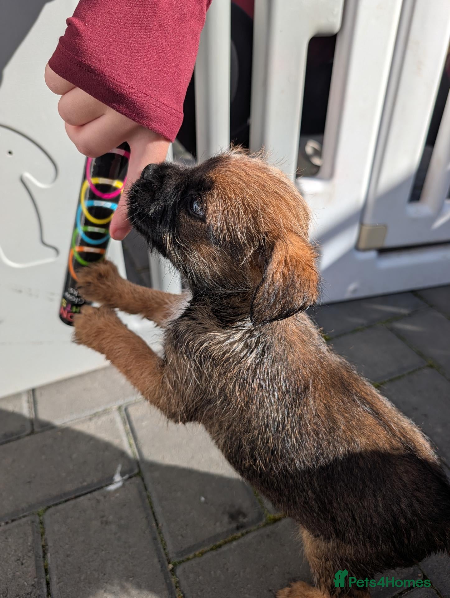 Border Terrier dogs KC border terrier puppies 2 boys - Advert 1