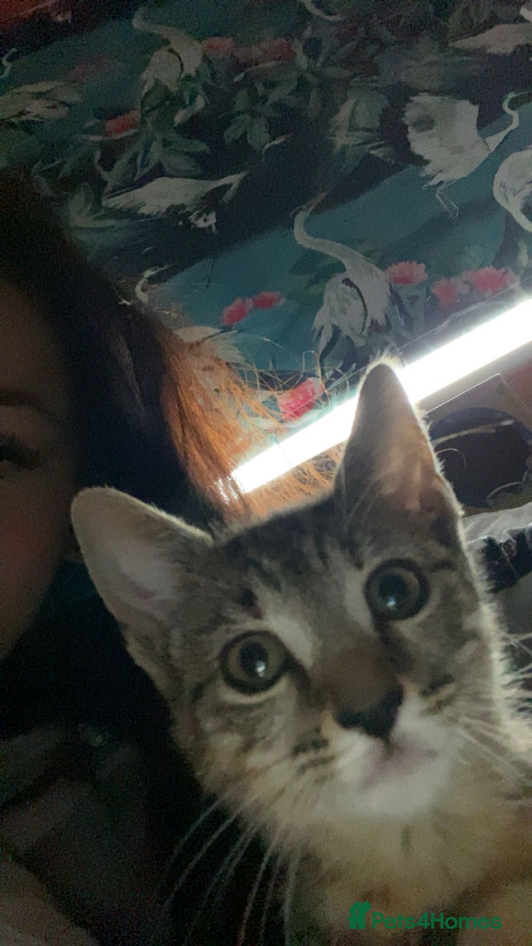 Bengal cats for sale: Beautiful baby bengal girl  - Advert 18