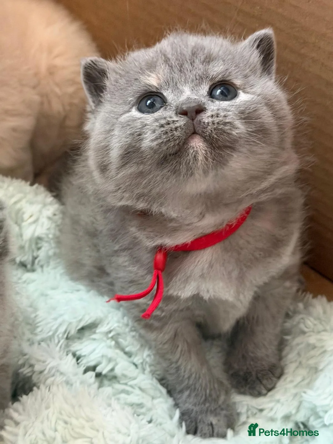 British Shorthair cats for sale: CHUNKY BSH KITTENS  - Advert 17