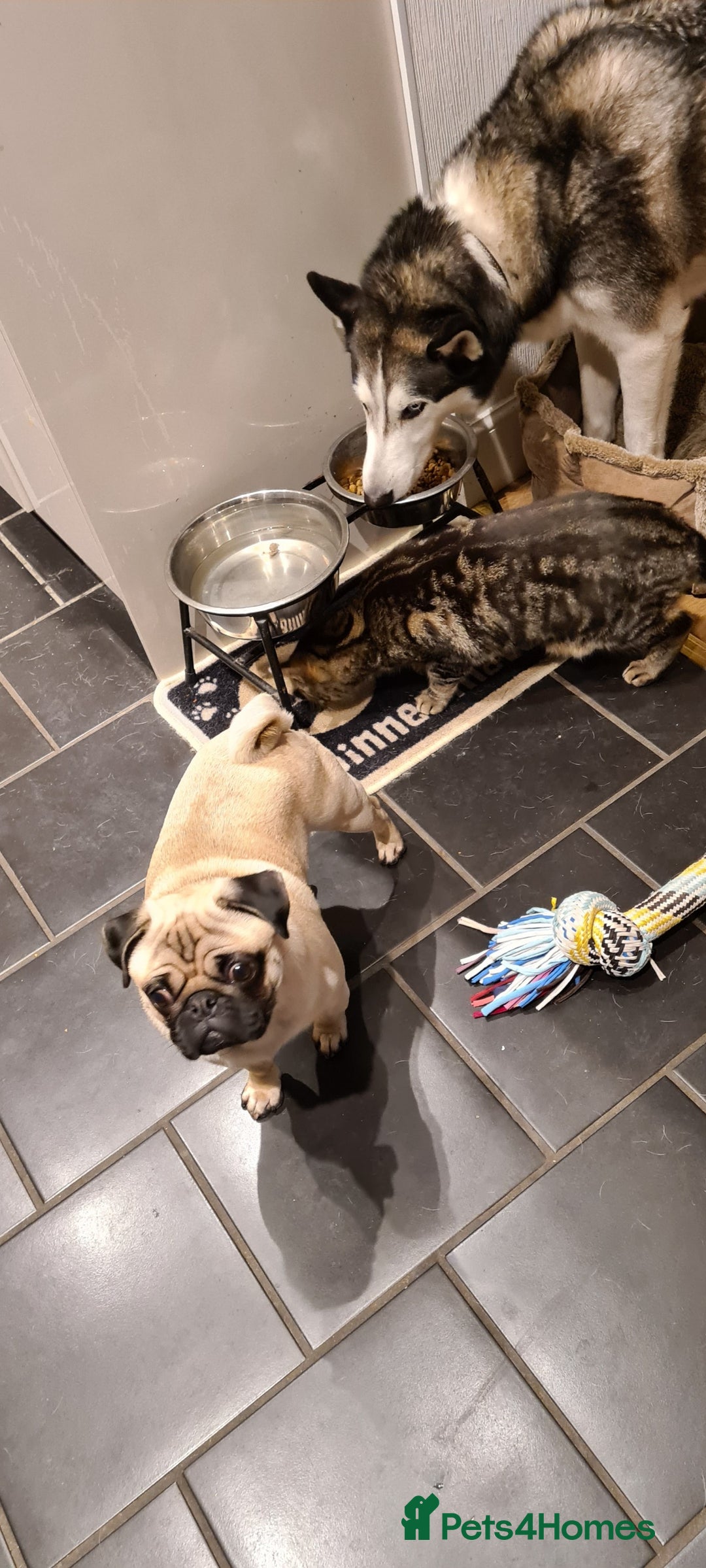 RagaMuffin cats for sale: Looking to rehome my cat (no fee) - Image 3