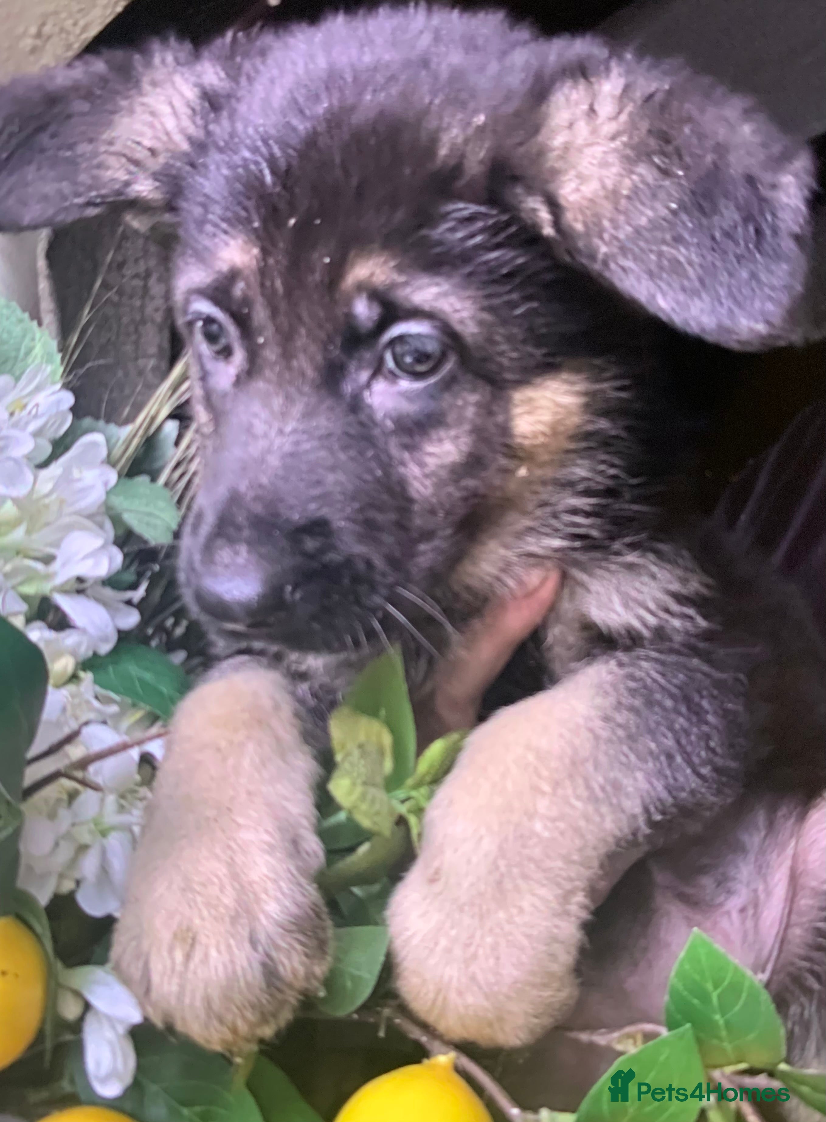 German Shepherd dogs KC fully health tested parents GSD pups  - Advert 7