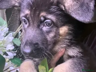 German Shepherd dogs KC fully health tested parents GSD pups - Advert 7