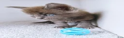 Maine Coon cats for sale: Blue maine coon kittens -DNA health tested parents - Advert 29