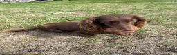 Dachshund dogs for sale: KC reg, champion bloodline, female mini dachshund - Advert 9