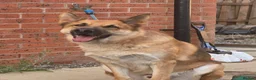 Mixed Breed dogs for sale: Male German shepherd for adoption  - Advert 2
