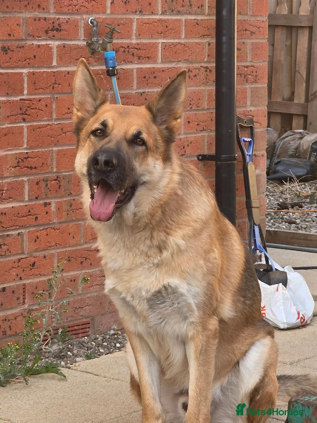 Mixed Breed dogs for sale: Male German shepherd for adoption  - Advert 2