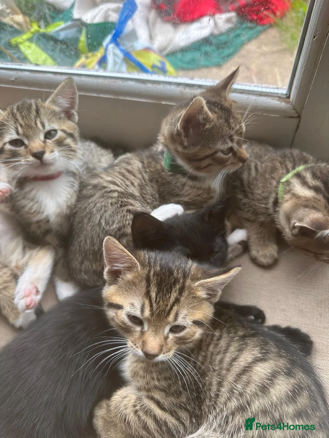 Mixed Breed cats for sale: 5 beautiful kittens  - Advert 1