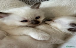 Birman cats for sale: Lovely Birman kittens  - Image 13