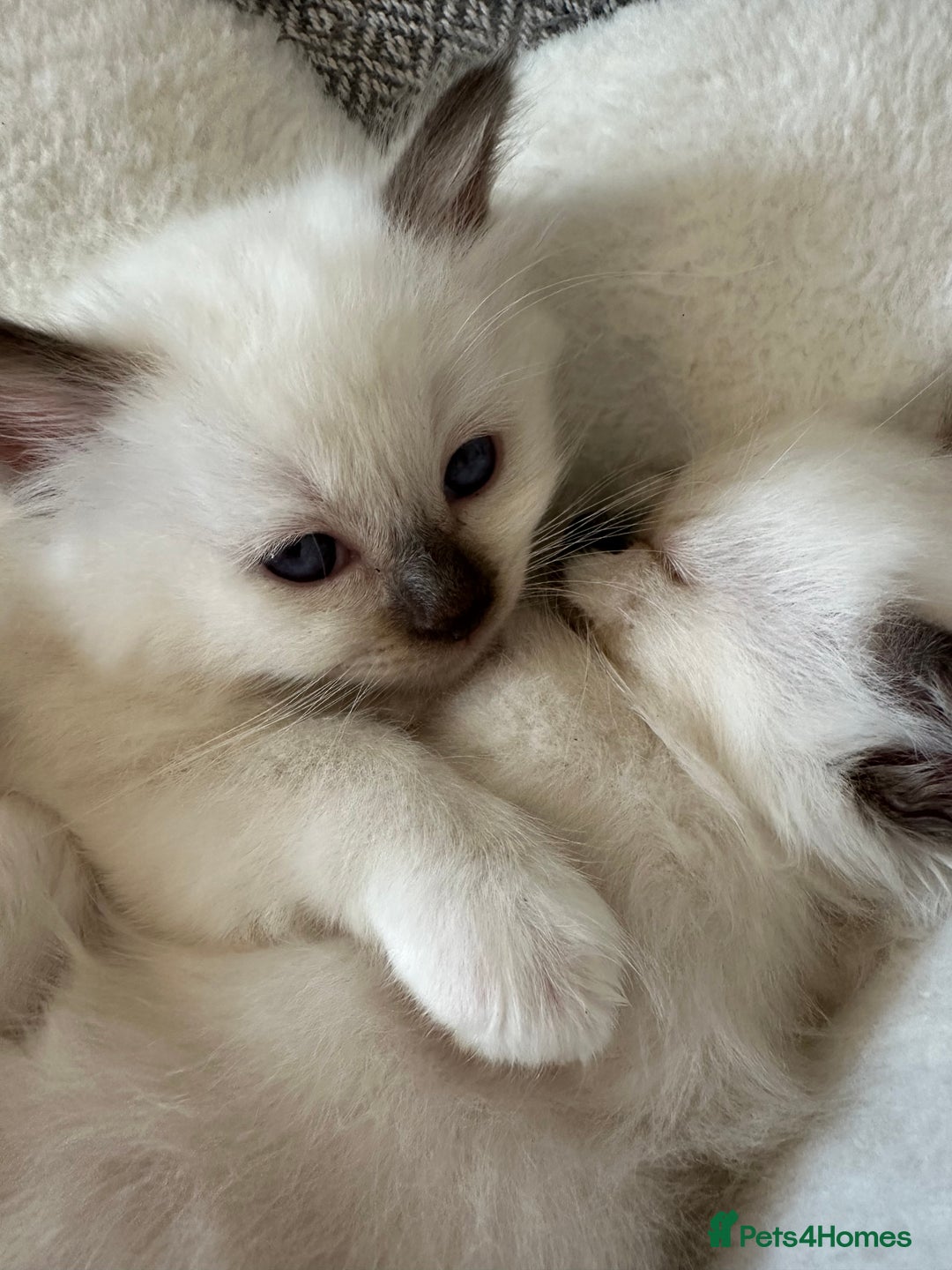 Birman cats for sale: Lovely Birman kittens  - Image 13