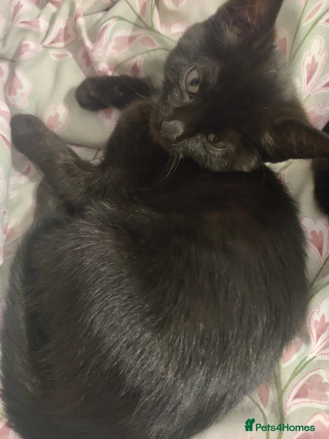 British Shorthair cats for sale: Black and tortie kittens ( mother for sale too) - Advert 10