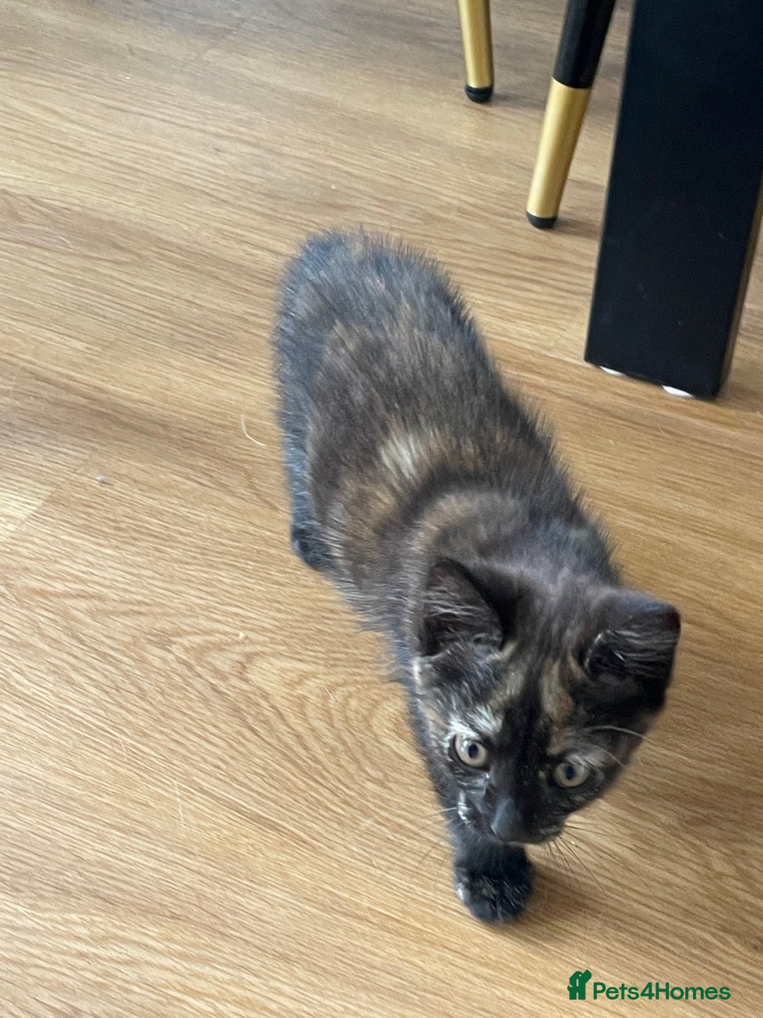 British Shorthair cats for sale: 3 beautiful and playful kittens  - Image 11