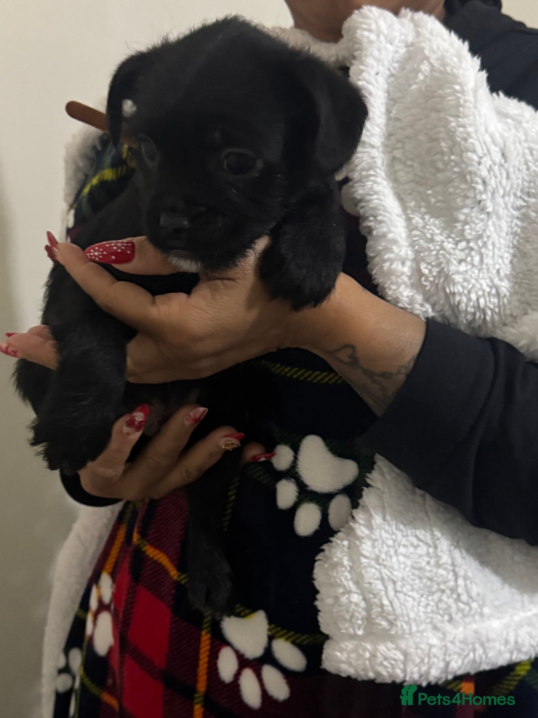 Mixed Breed dogs for sale: Shih tzu/3/4 French bulldog -1/4 Stafford  - Advert 7