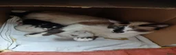 Mixed Breed cats for sale: Beautiful kittens looking for lovely home in Enfield - Advert 35