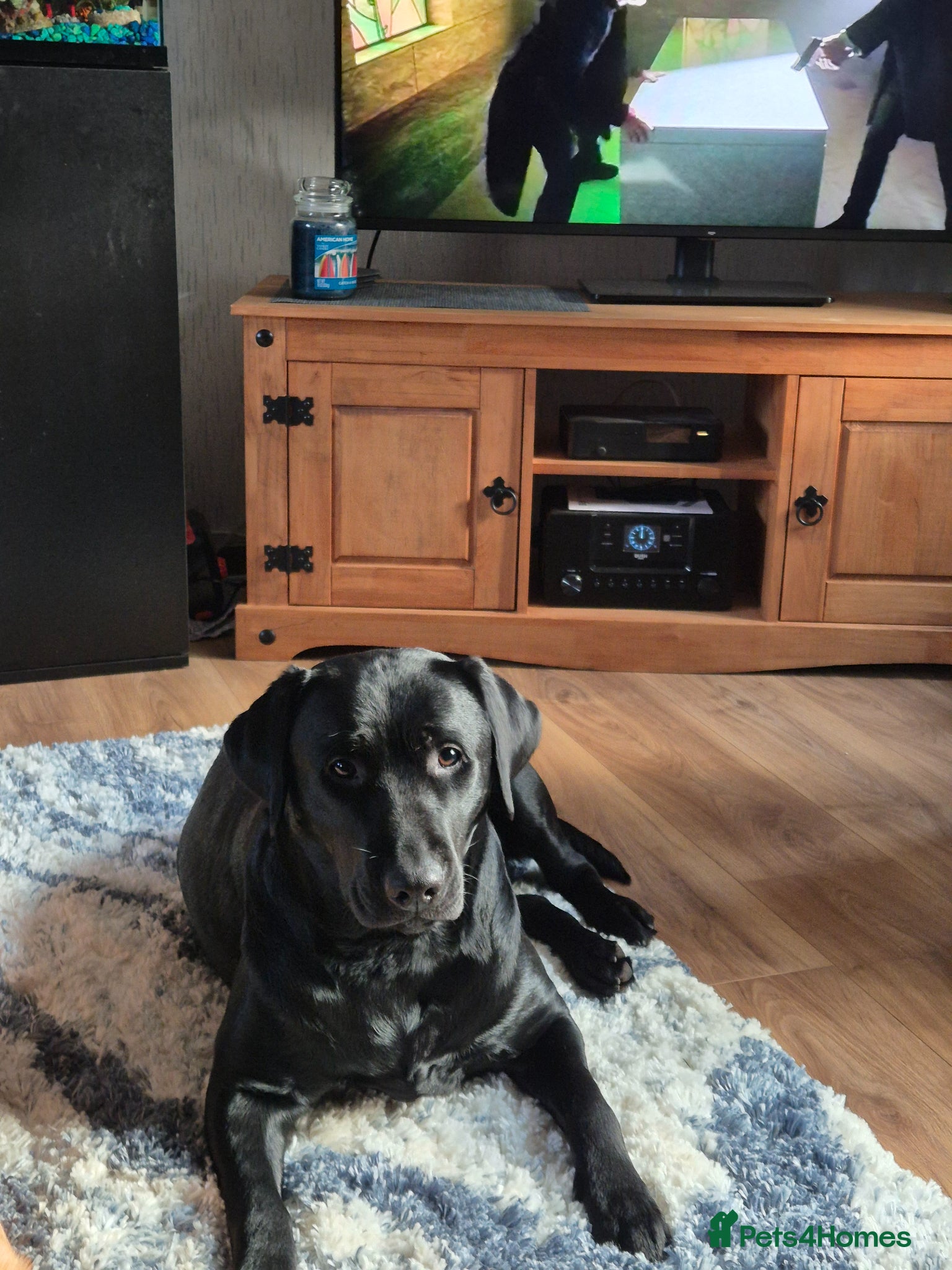 Labrador Retriever dogs Labrodor retriever kc - Advert 17