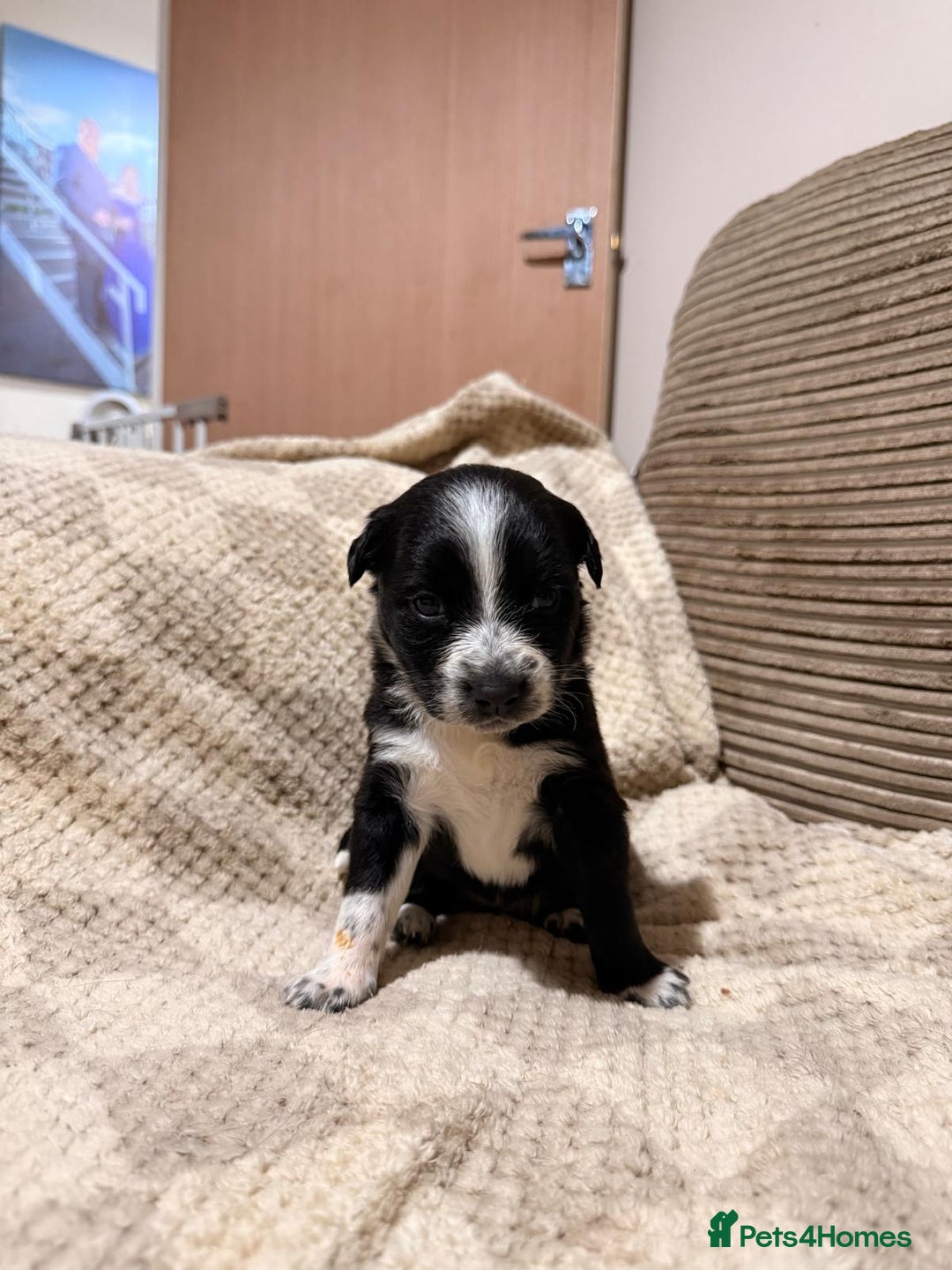 Mixed Breed dogs for sale: ✨🐾 3 Beautiful Female Puppies Available 🐾✨ - Advert 28