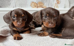 Miniature Dachshund dogs for sale: Quality miniature dachshund puppies  - Image 4