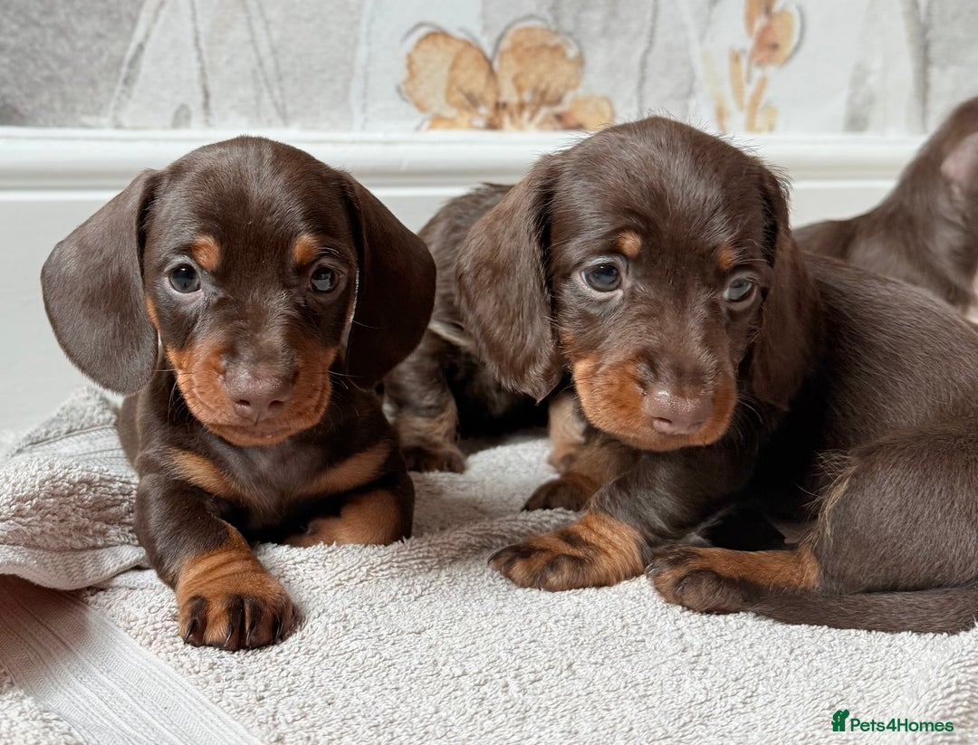Miniature Dachshund dogs for sale: Quality miniature dachshund puppies  - Image 4