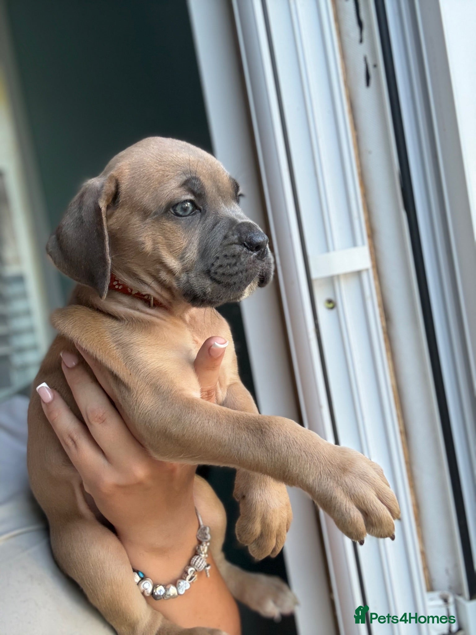 Cane Corso dogs Soon ready to leave 🥰 - Advert 1