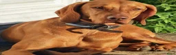 Hungarian Vizsla dogs for sale: Hungarian Vizsla Female, exceptional pedigree - Advert 10