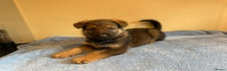 German Shepherd dogs for sale: German shepherd puppies  - Advert 5